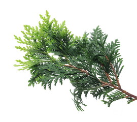 Pine branch isolated on white background, clipping path