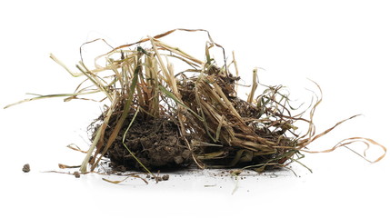 Obraz premium Dry withered grass, straw with dirt isolated on white background