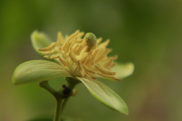 Fototapeta premium Aegle marmelos flower. Most common names bael, bili, bhel, Bengal quince, golden apple, Japanese bitter orange, stone apple or wood apple.India