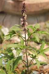 Ocimum tenuiflorum (synonym Ocimum sanctum), commonly known as holy basil, tulasi (sometimes spelled thulasi) or tulsi, is an aromatic perennial plant in the family Lamiaceae..