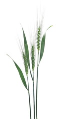 Green young ears of wheat isolated on white background with clipping path