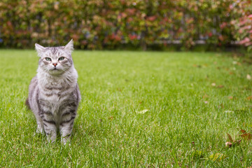 Naklejka na ściany i meble Grey silver cat with long hair outdoor in a garden, siberian purebred kitten
