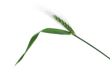 Green young ears of wheat isolated on white background with clipping path