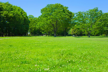 Obraz premium Green Park