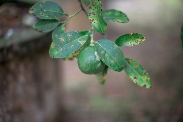 Natural background blurred with fruit (lemon green) that is used as part of cooking, sour taste 