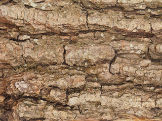 Fototapeta premium Old wooden texture