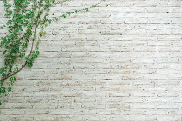 Küchenrückwand glas motiv Mauer Die Wand ist aus Backstein und dann weiß gestrichen. Es gibt Schlingpflanzen an der linken Wand. Diese Wand ist im englischen Stil beliebt. Auch als Vintage-Stil bekannt. als Hintergrund mit Kopienraum.