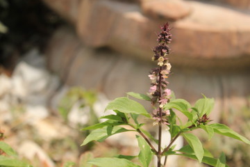 Basil flower