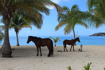 Wild horse on a caribbean beach (Puerto Rico)