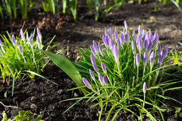 Crocuses with green leaves in the ground. Spring flowers. Background.