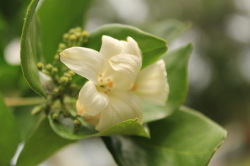 Murrayya Exotica Jasmine (Murraya paniculata) flower in garden.Also known as Orange jessamine, Jasmine orange,Chinese box, mock orange, mock lime, satinwood, Lakeview jasmine.