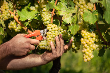 Man cutting white grapes with shears