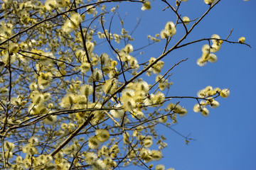 Blooming willow in the park, against the background of the spring blue sky.