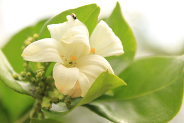 Murrayya Exotica Jasmine (Murraya paniculata) flower in garden.Also known as Orange jessamine, Jasmine orange,Chinese box, mock orange, mock lime, satinwood, Lakeview jasmine.