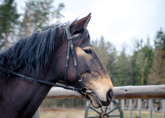 portrait of horse during training