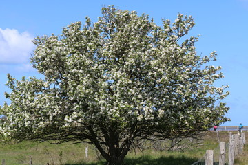 Fototapeta premium kwitnące drzewo