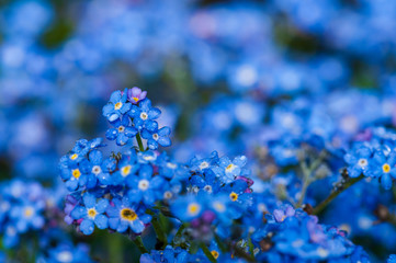 Myosotis beautiful blue forest flower in spring bloosom