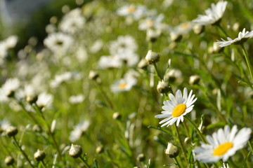 初夏の風景ー花