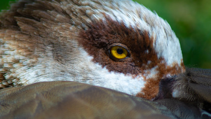 Egptian Goose, close up of head and yellow eye