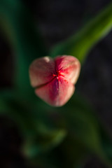 the birth of a tulip