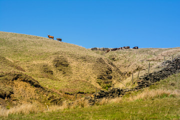 A landscape vie of a group of British cattle walking the hills of the Yorkshire Moorland