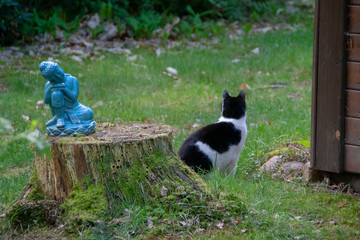 Obraz premium Katze im Focus Serie 