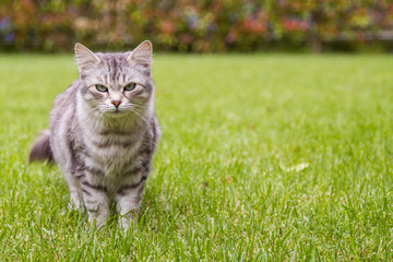Naklejka na ściany i meble Beautiful cat with long hair outdoor in a garden, siberian purebred female kitten