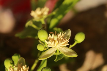 stone apple or  wood apple flower macro'