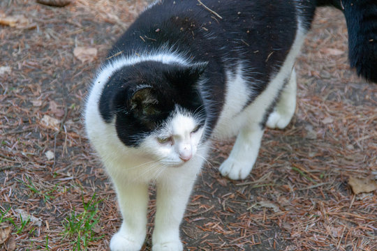 Katze im Focus Serie 