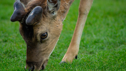 Close up of Fallow Deer eating in park land