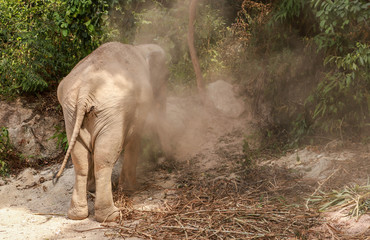 Fototapeta na wymiar Thai elephants in the way of life, happiness