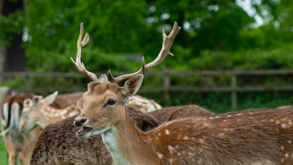 Naklejka na ściany i meble Close up of Fallow Deer eating in park land
