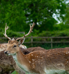 Close up of Fallow Deer eating in park land