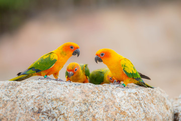 Canine parrot and cute bird