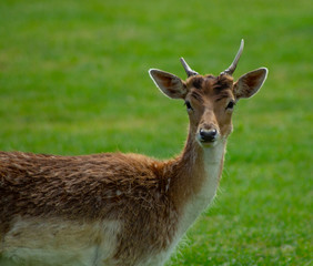 Close up of Fallow Deer eating in park land