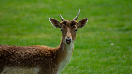 Close up of Fallow Deer eating in park land
