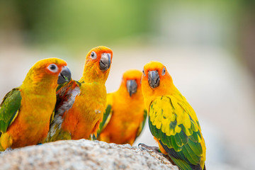 Fototapeta na wymiar Canine parrot and cute bird