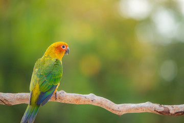 Canine parrot and cute bird