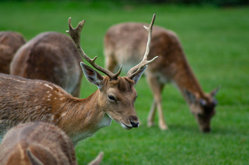 Naklejka na ściany i meble Close up of Fallow Deer eating in park land