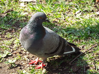 pigeon in the park