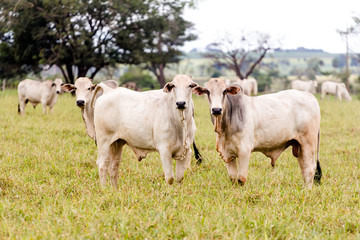 Herd of Nelore cattle in Mato Grosso do Sul. Livestock of Brazil