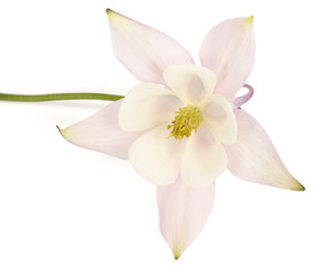 Fototapeta na wymiar Flower of aquilegia, blossom of catchment closeup, isolated on white background