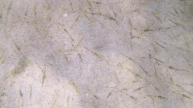 swarm of young sea lampreys in the   Baltic sea in spring in Poland