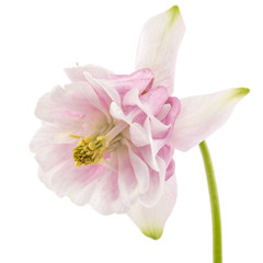 Fototapeta na wymiar Rosy flower of aquilegia, blossom of catchment closeup, isolated on white background