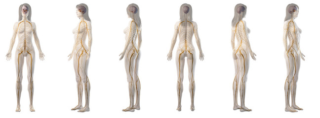 3d rendered medically accurate illustration of a womans nervous system