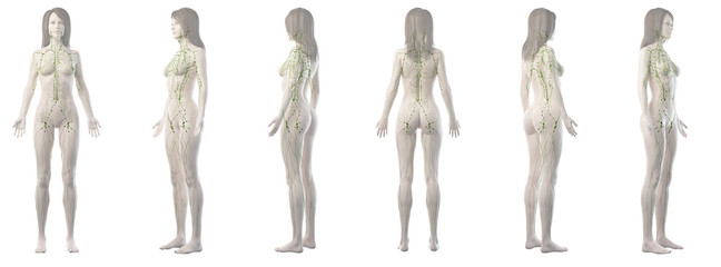 3d rendered medically accurate illustration of a womans lymphatic system