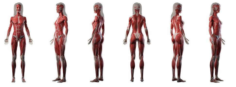 3d rendered medically accurate illustration of a womans muscle system