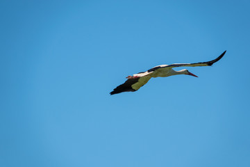 a stork flies in nice weather in the blue sky