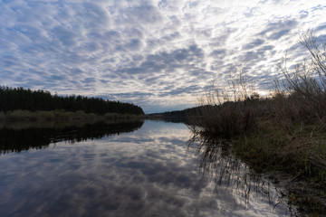 reflection of a tree in a lake