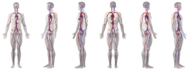 3d rendered medically accurate illustration of mans vascular system